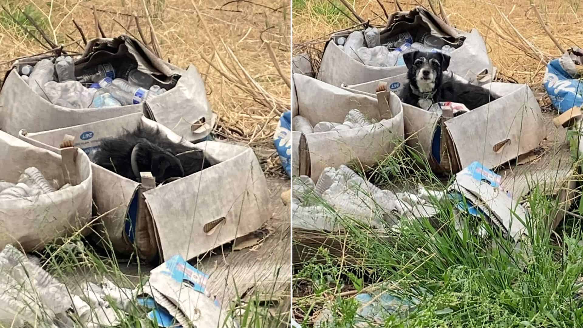 Tiny Abandoned Pup Spends Days Sleeping In An Old Box, Hoping His Family Returns