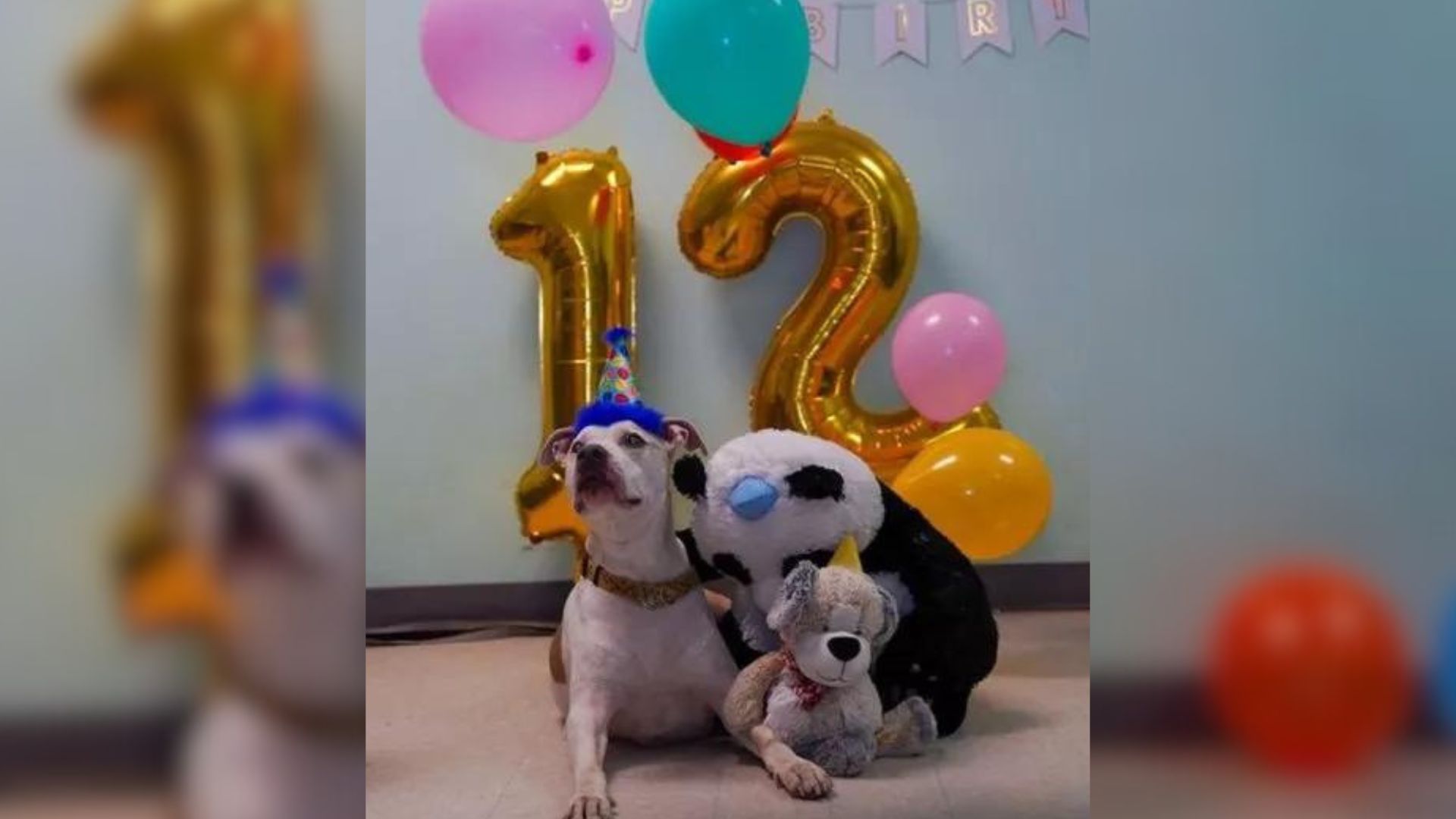 Shelter Staff Prepared Amazing Birthday Party For An Old Dog Whose Owner Passed Away