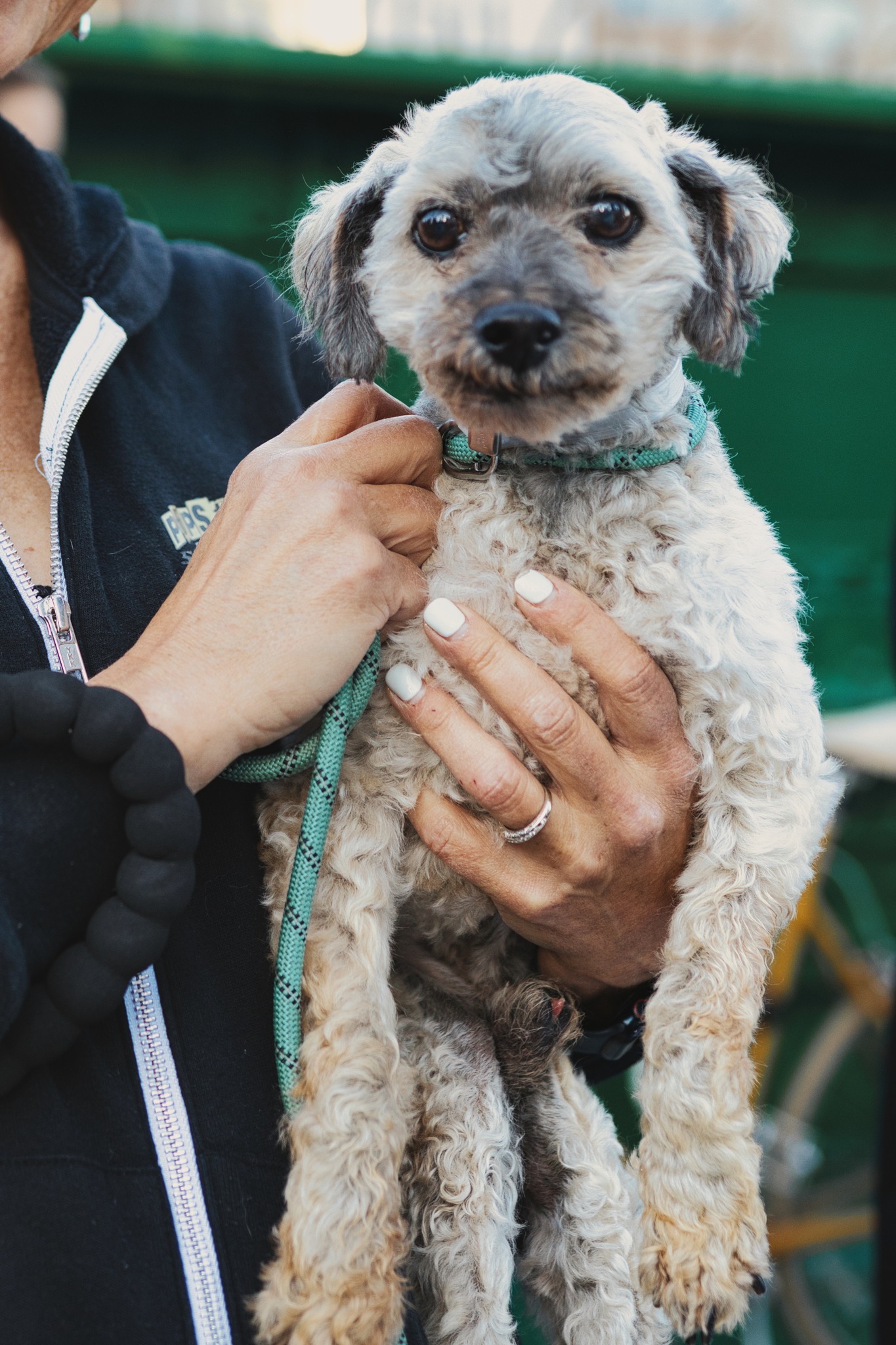 senior poodle being held