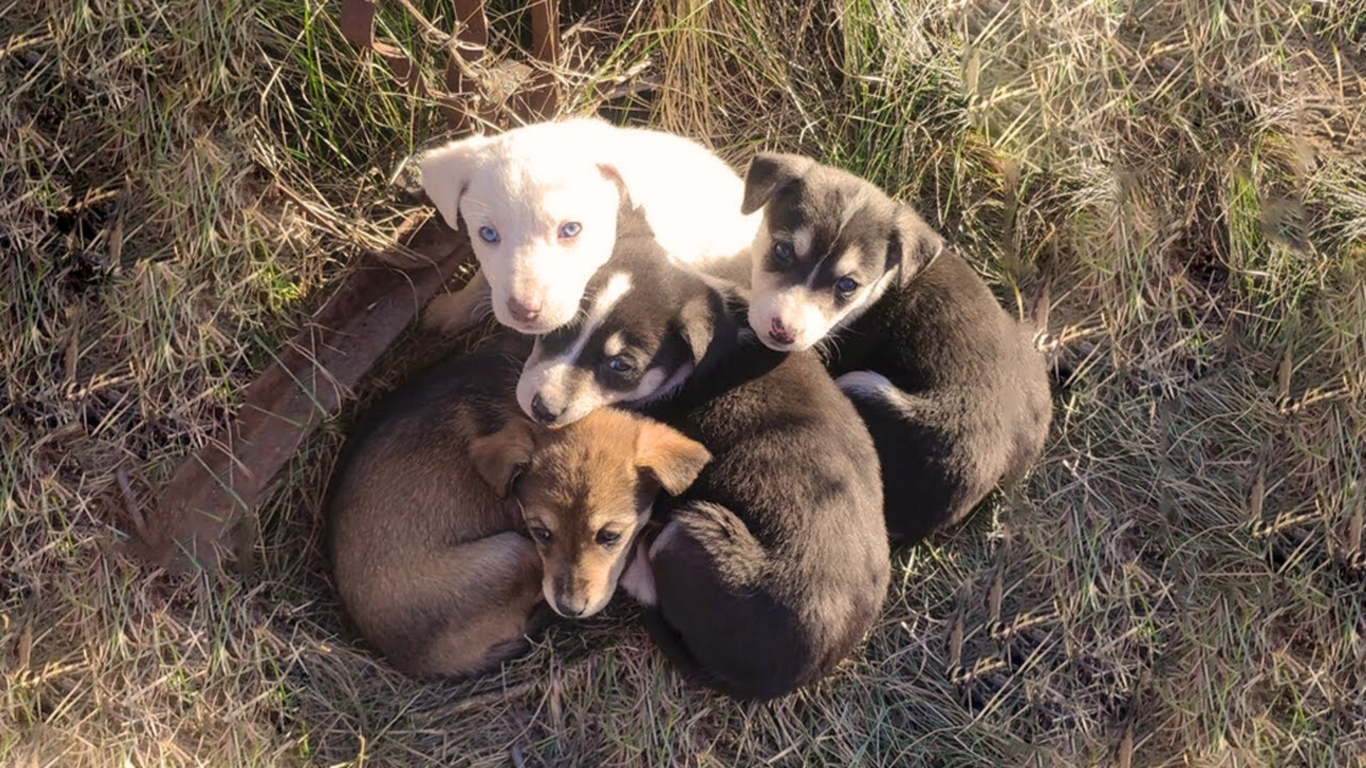 7 Puppies Who Were Dumped In A Cemetery After Their Mama Passed Away Finally Get A New Chance