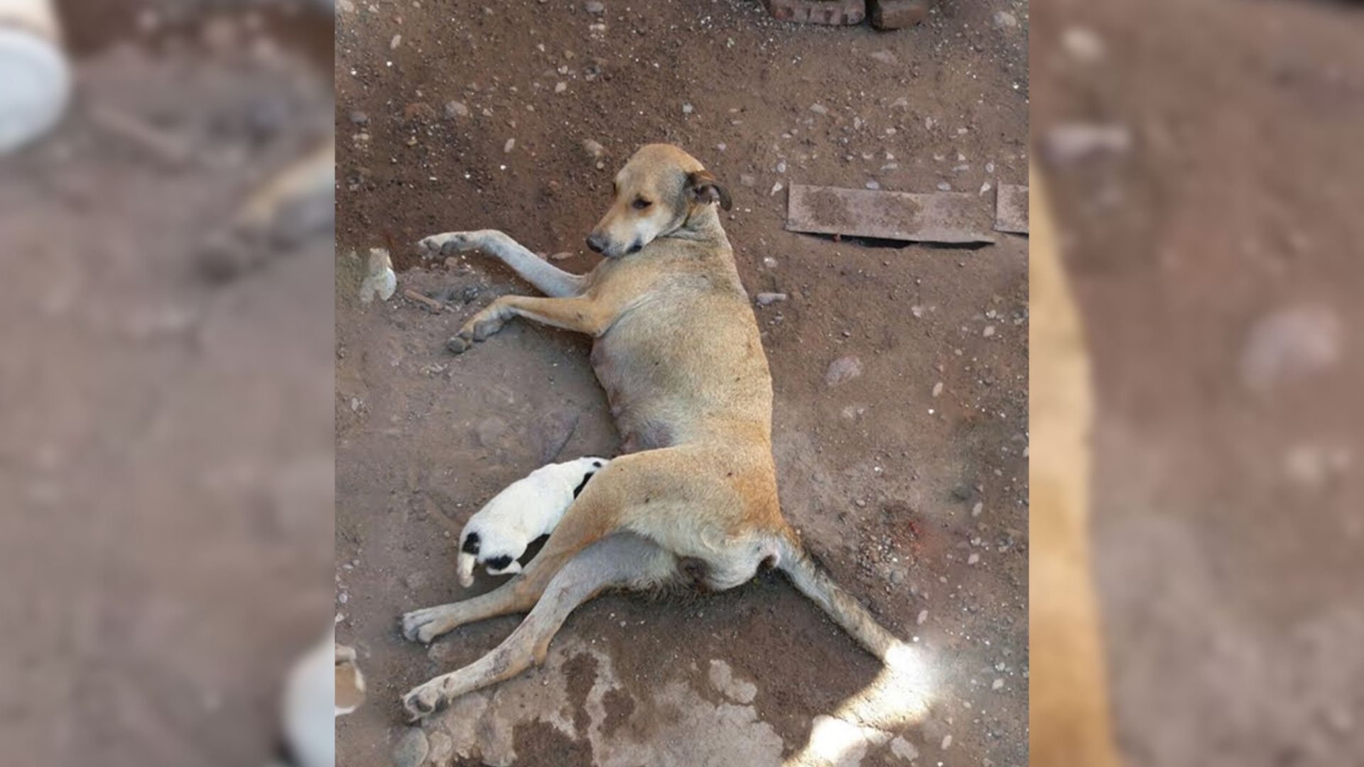 Badly Injured Momma Dog Begged Rescuers To Save Her Precious Babies