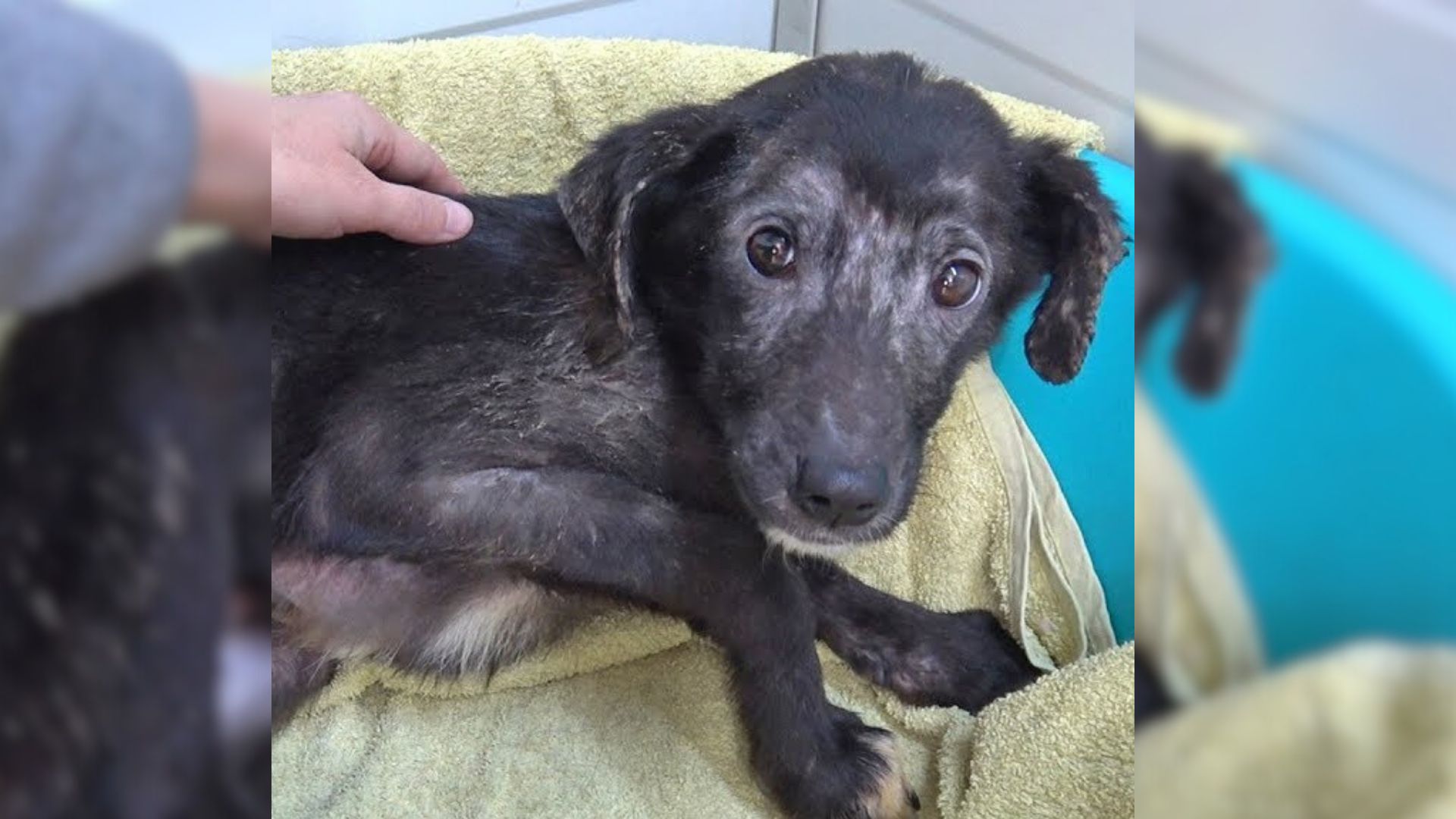 Rescuers Found A Scared Dog Who Was Shivering When Anyone Got Close So They Tried To Help