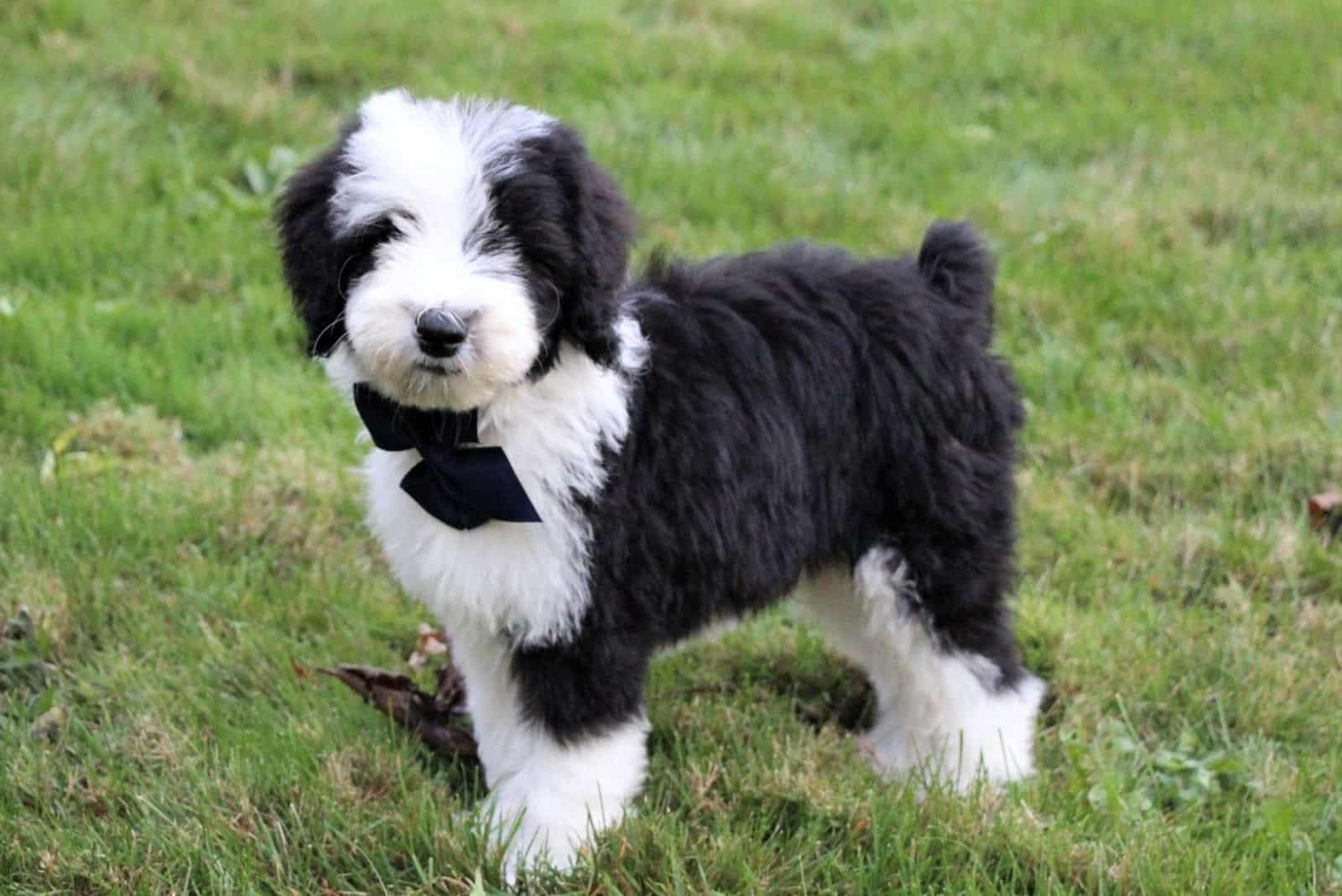 sheepadoodle puppy in garden