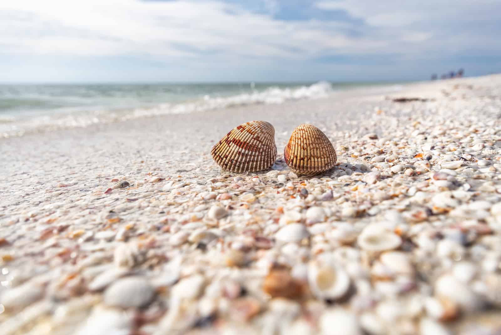 shells