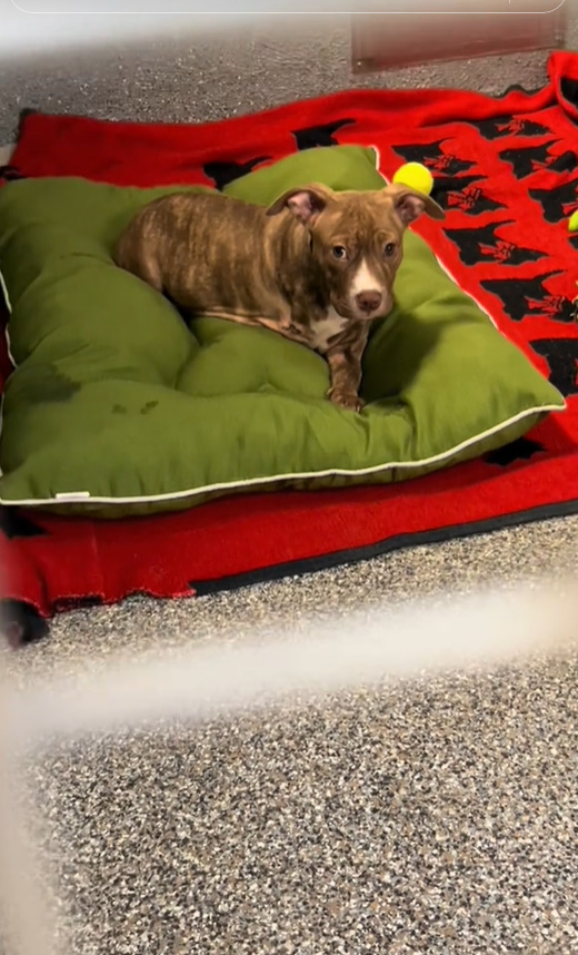 shelter dog lying on green pillow