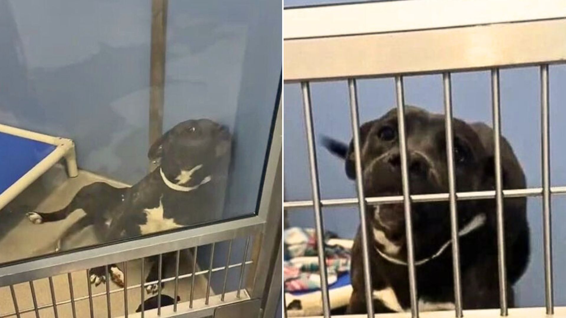 Shelter Dog Was Overwhelmed With Emotions After Someone Finally Noticed Her In The Kennel