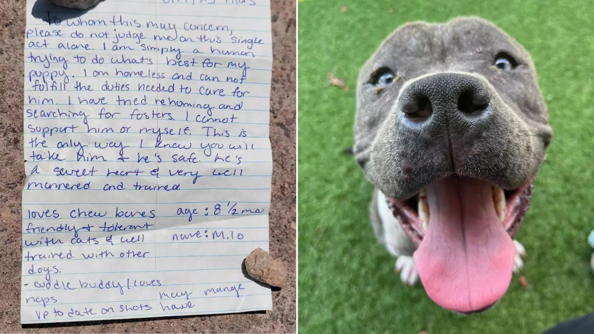 Heartbroken Owner Had To Surrender His Dog But The Shelter Workers Sent Him A Kind Message