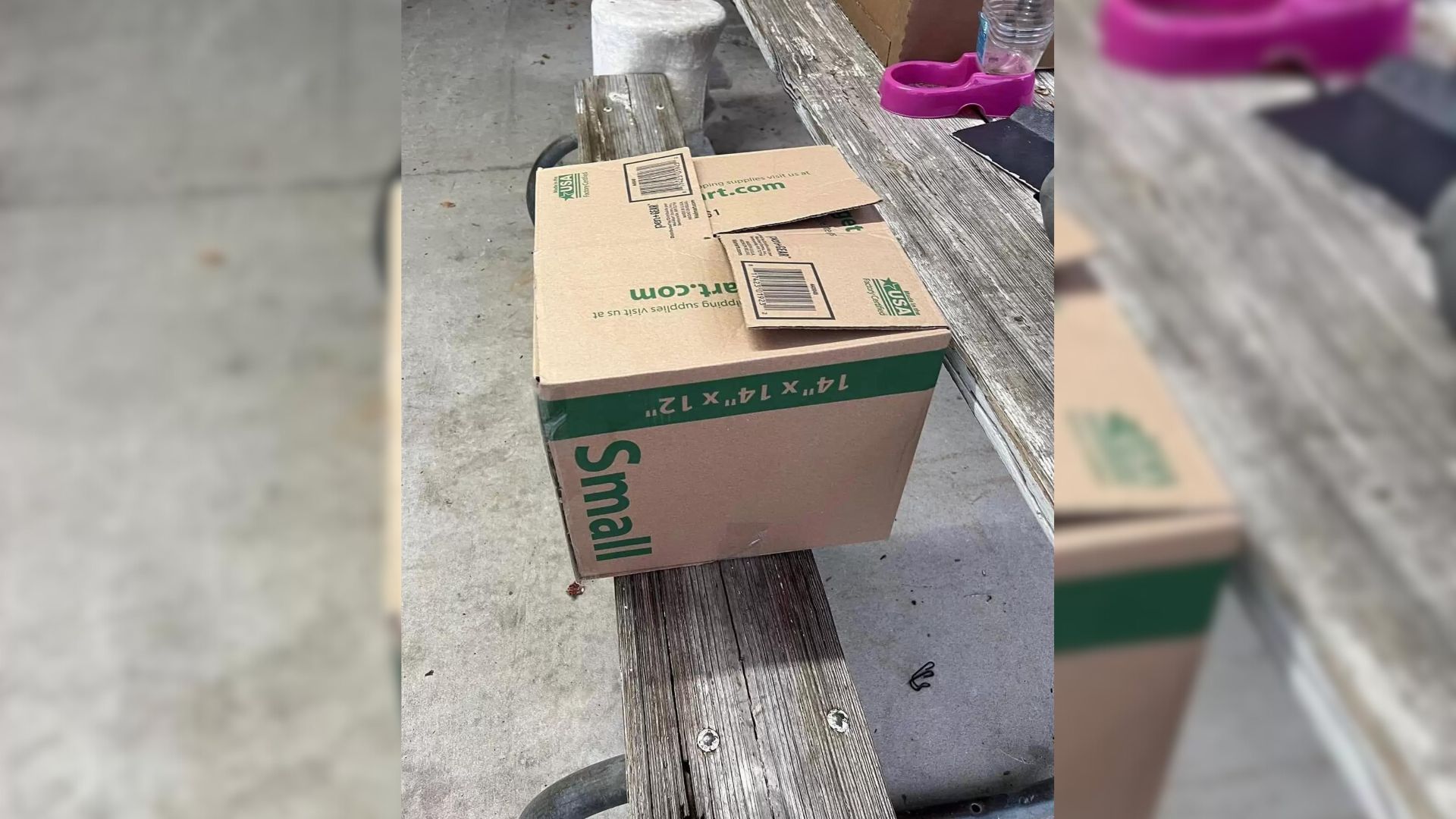 Rescuers Find A Little Furball Left In A Dark Cardboard Box In Front Of A Shelter