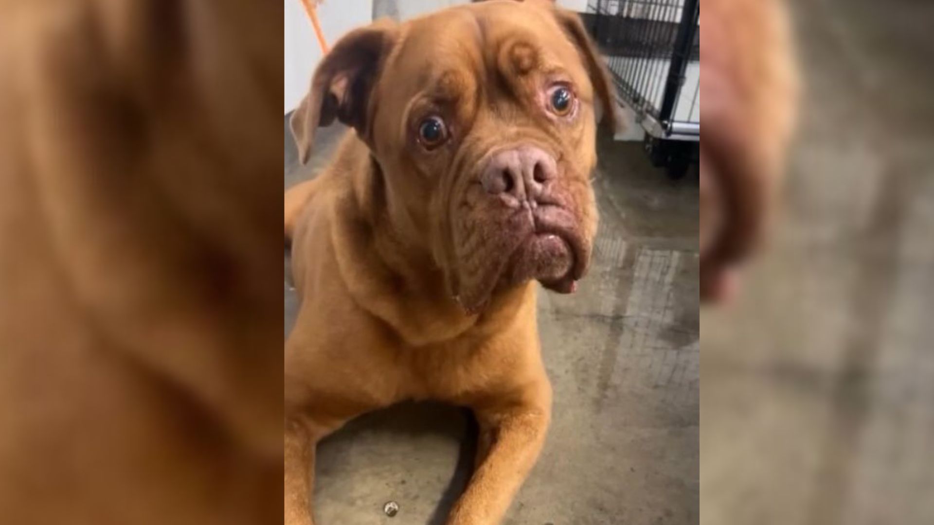 Shelter Workers Couldn’t Believe Why This Owner Surrendered His Dog After 7 Years