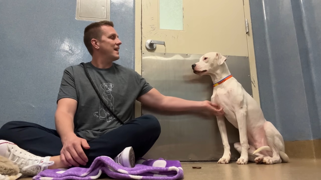 shelter worker petting the dog