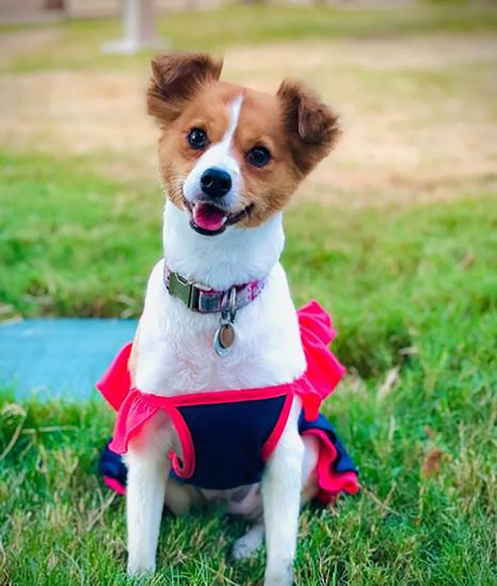 sheltie-chi