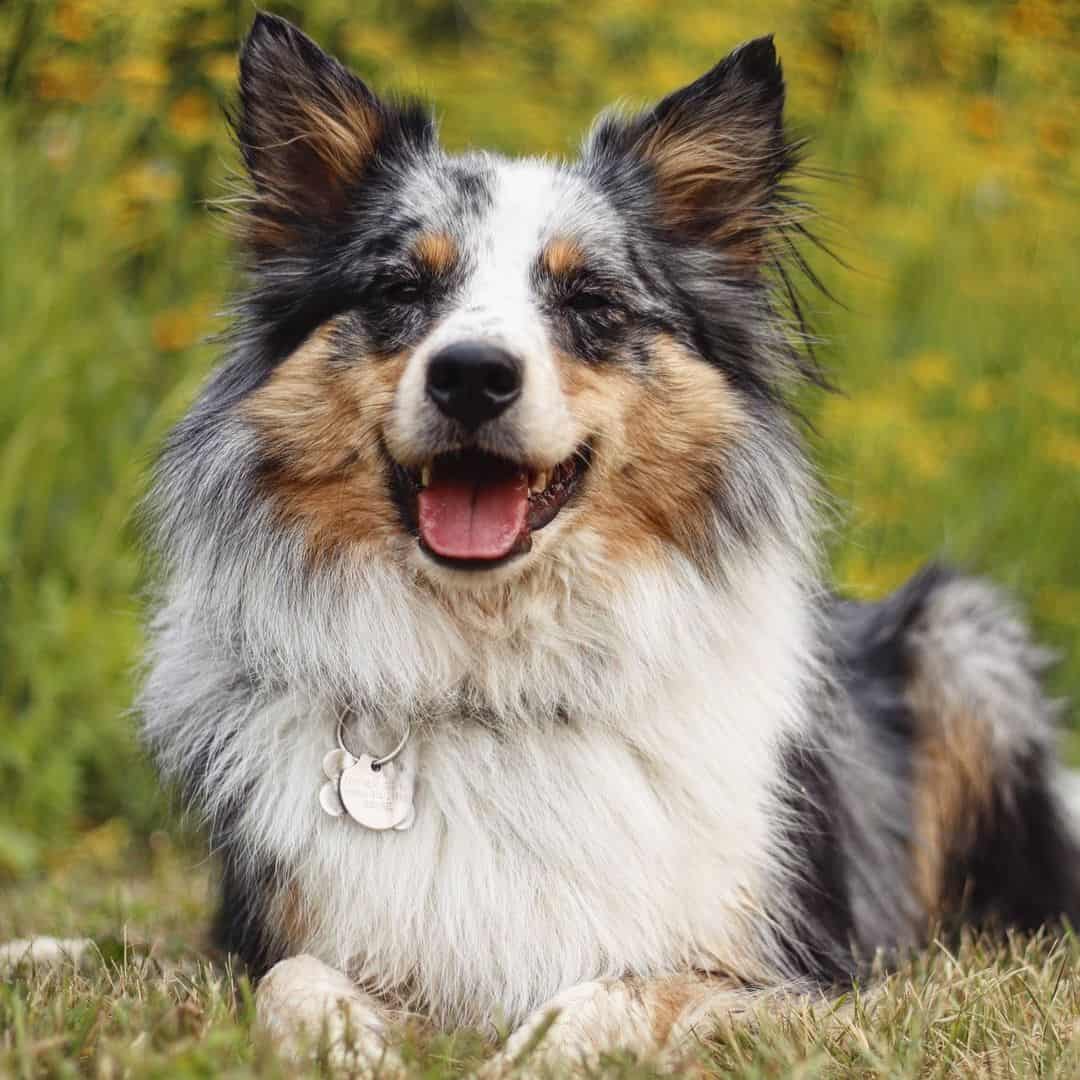 Sheltie Heeler