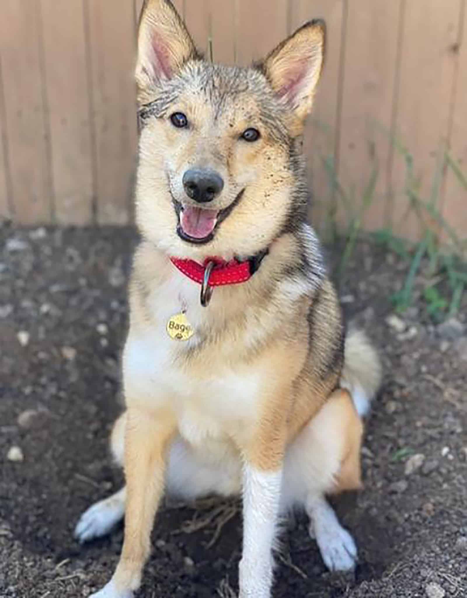 sheltie inu