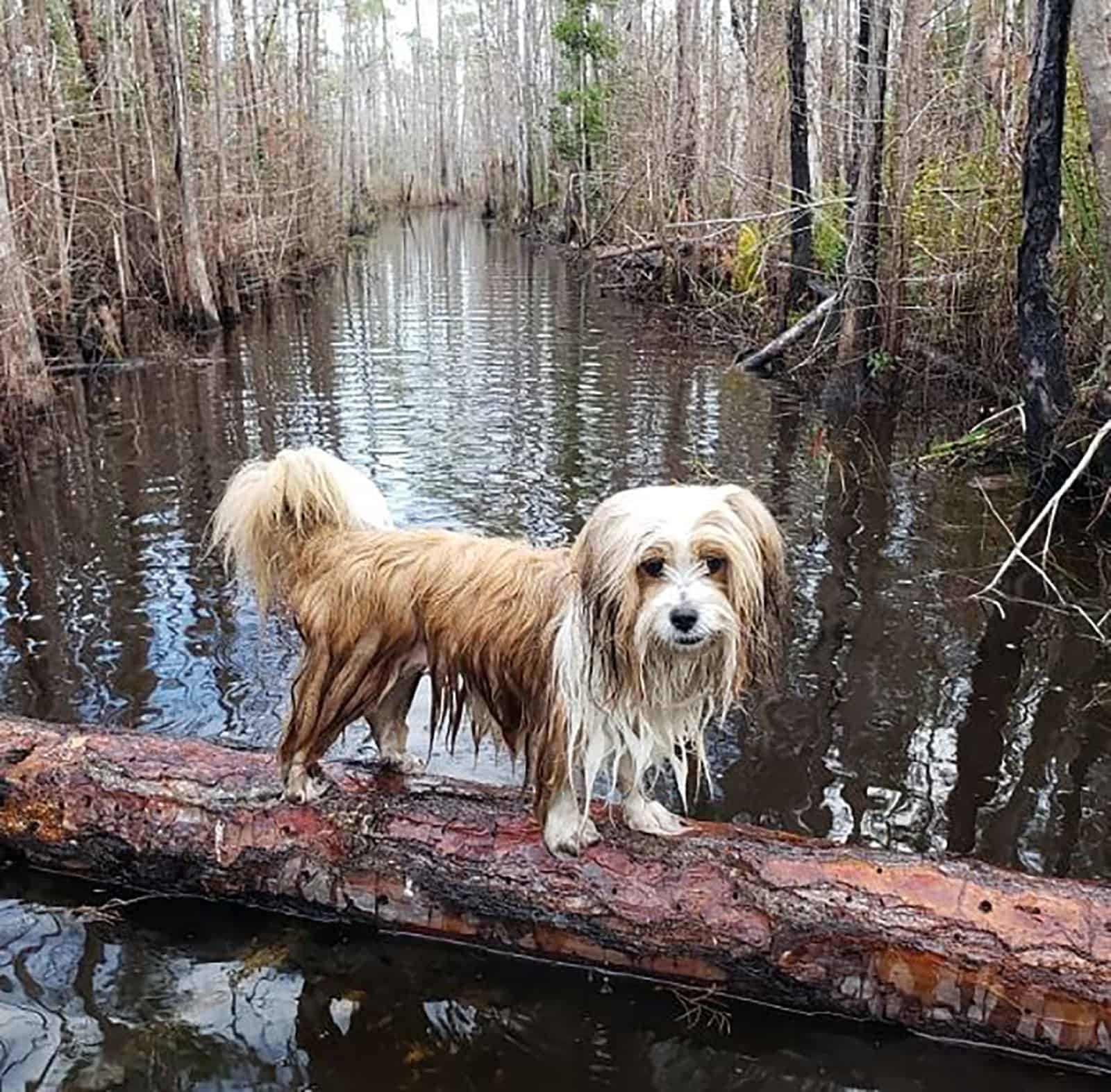 sheltie tzu