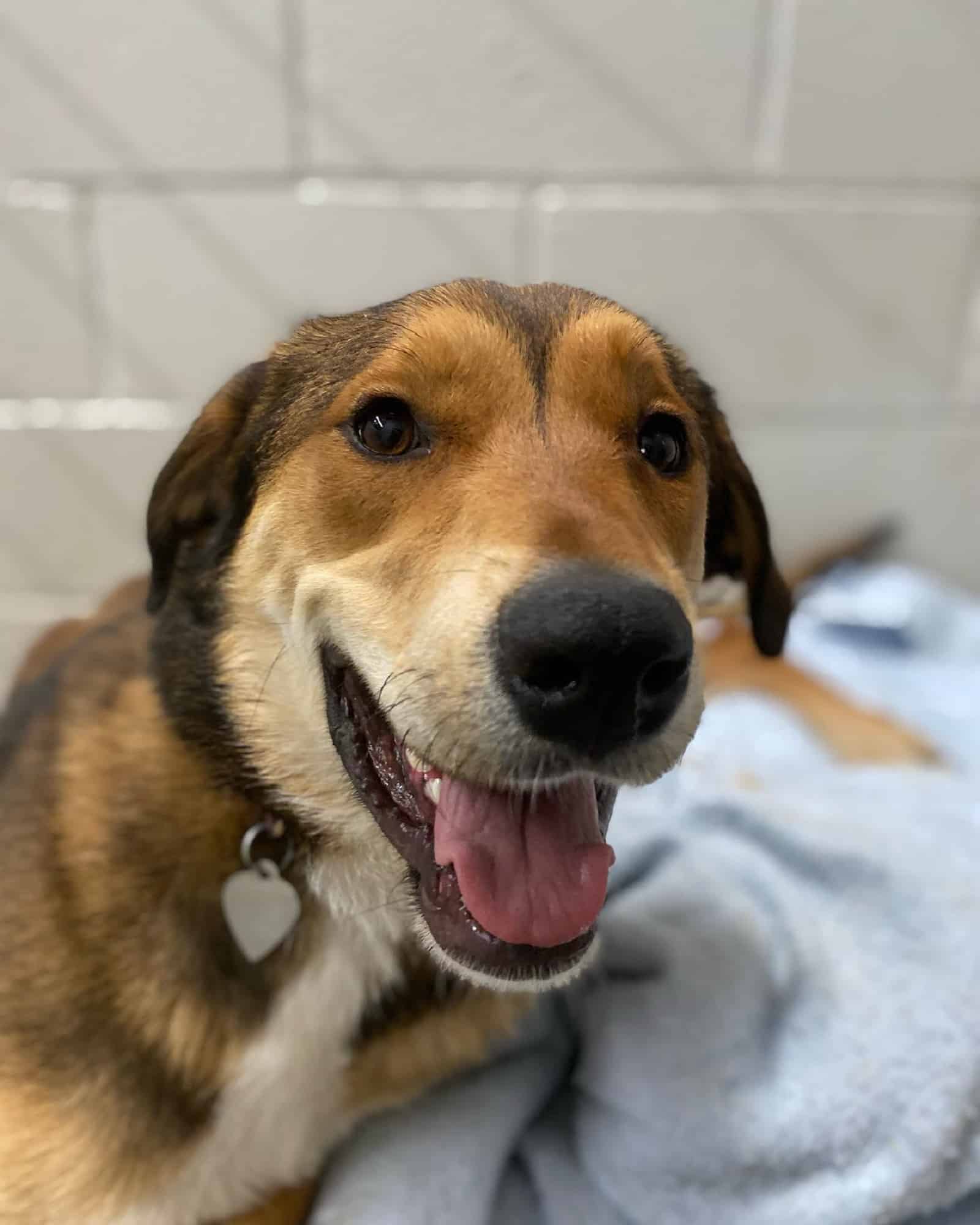 shepherd husky mix lying on the blanket