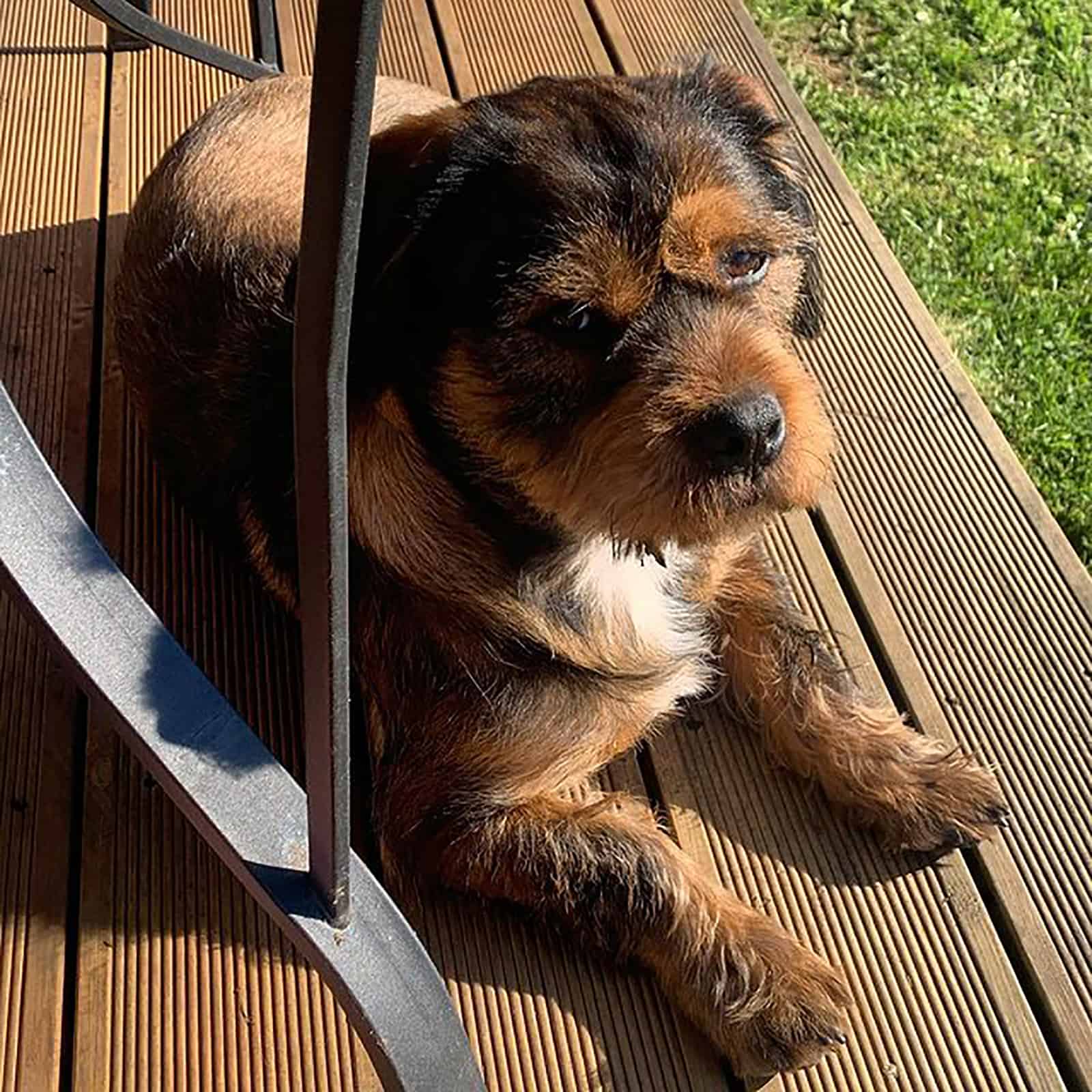 shihweiler lying on the porch