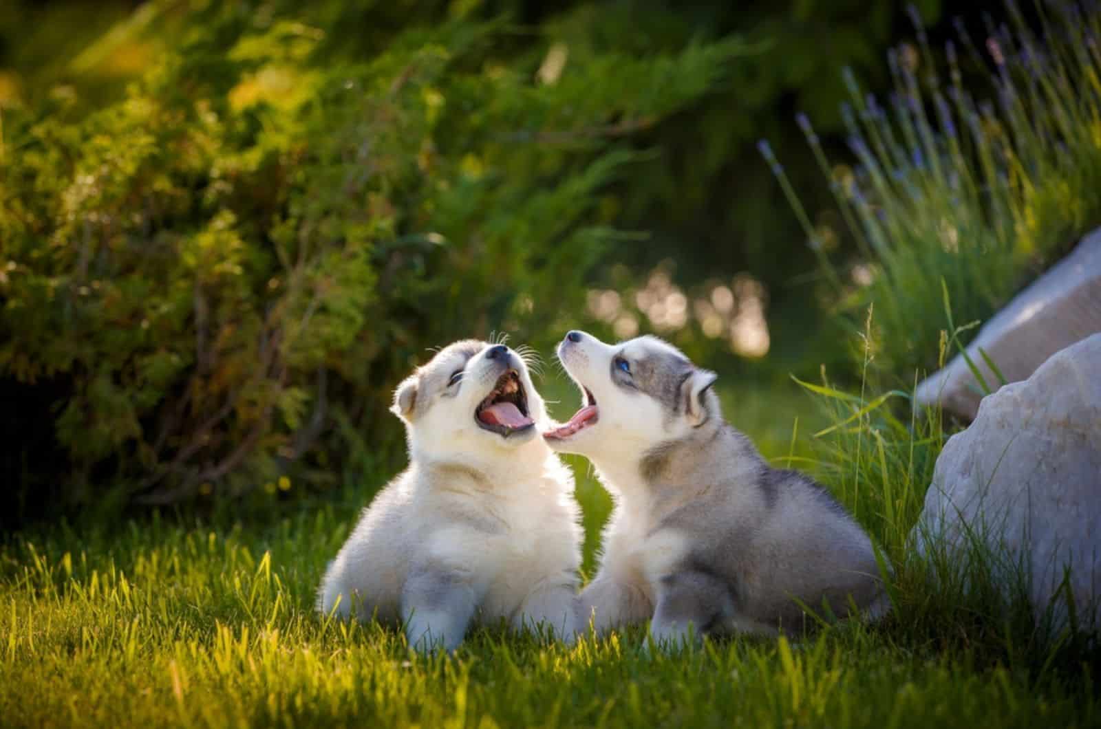 siberian husky puppies playing in the garden