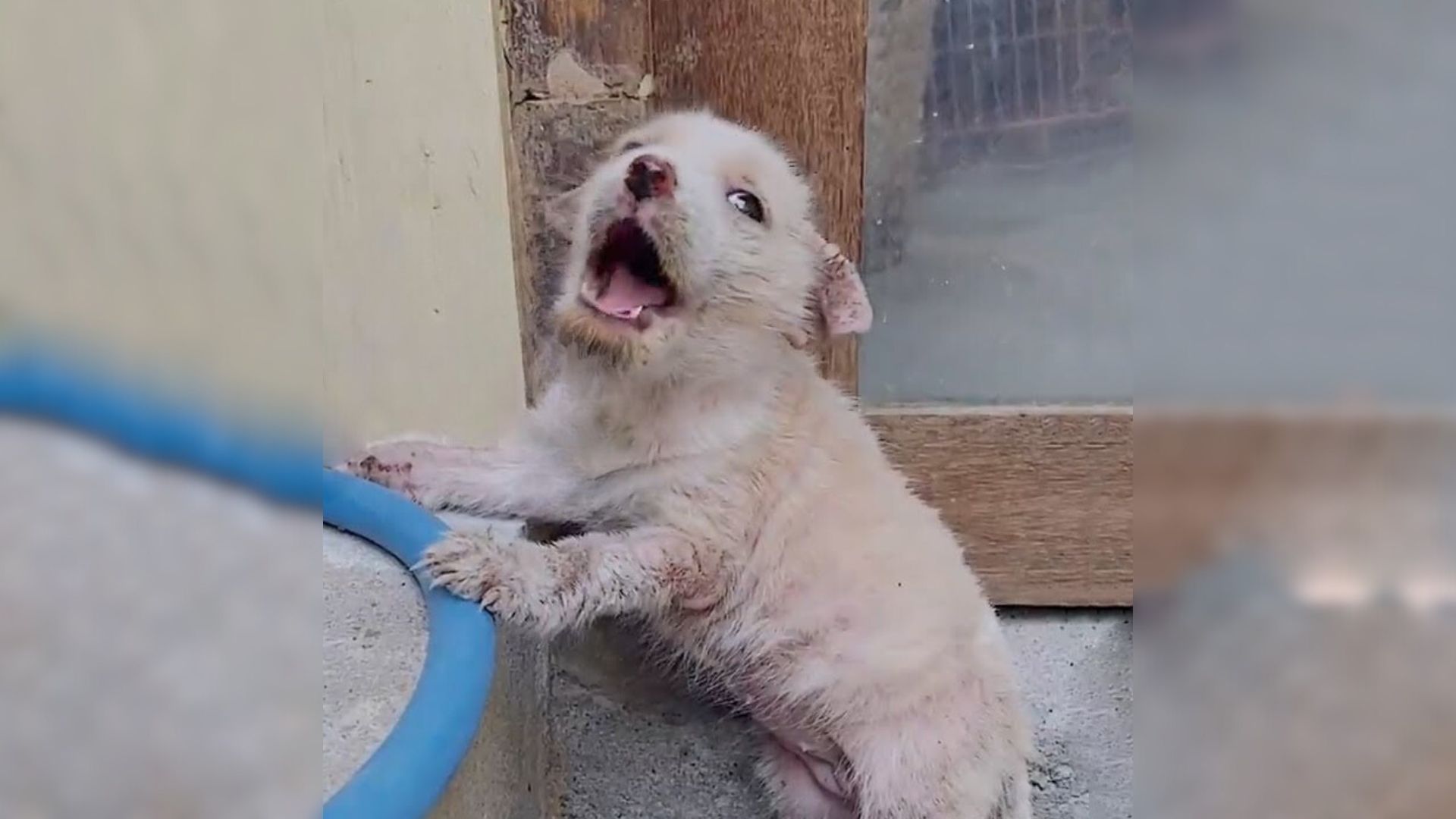 Devastated Dog Can’t Stop Crying After Being Cruelly Abandoned At A Local Market