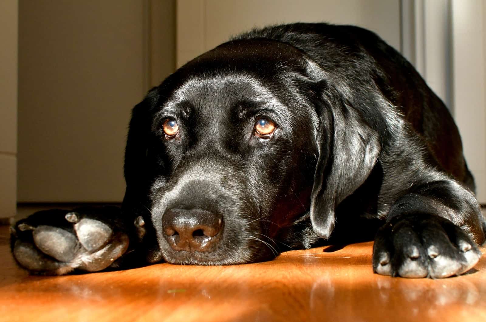 sick black Labrador