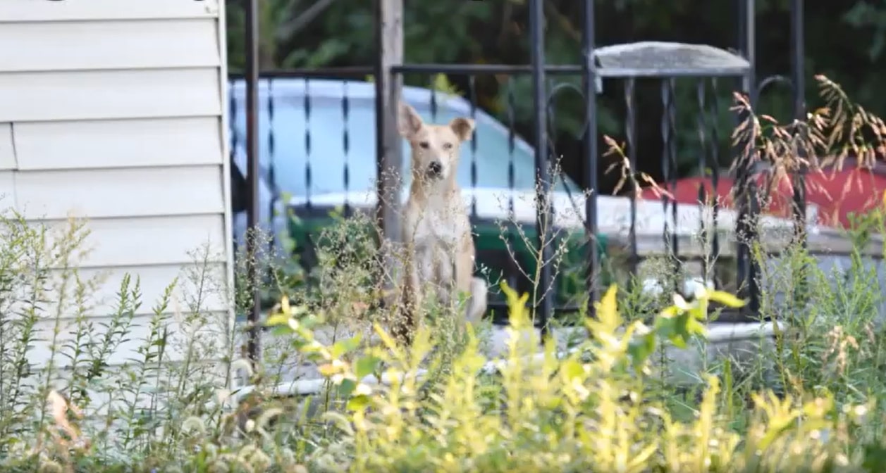 skinny dog standing in front of the house