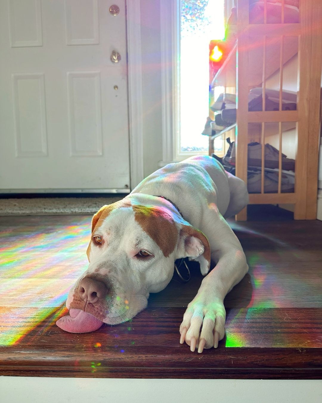 sleepy dog lying on the floor