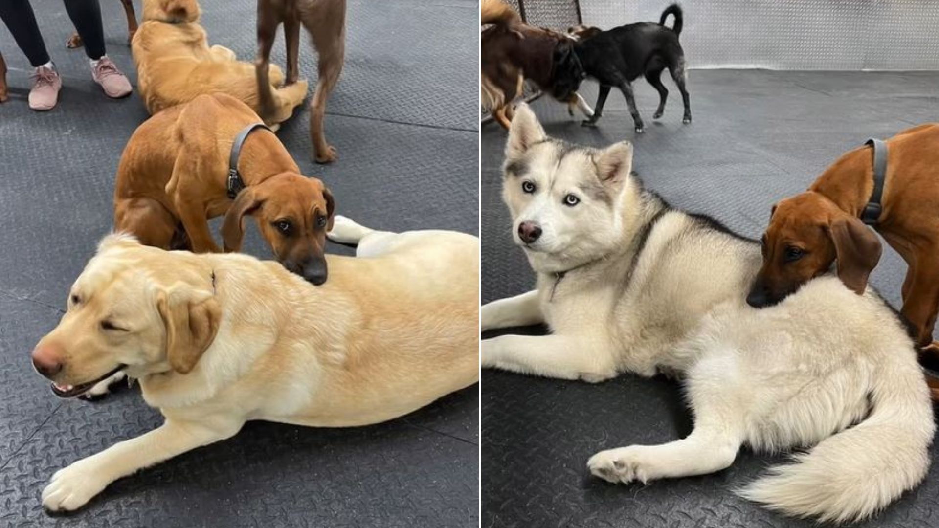 Adorable Dog Uses Other Canines As Headrest At Local Daycare