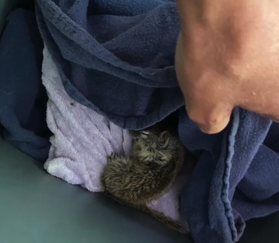 small newborn animal