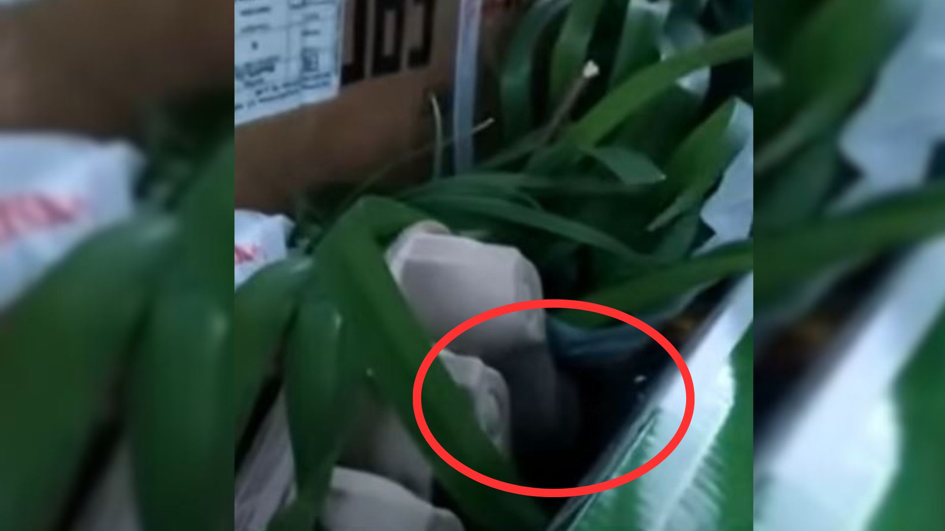 What These Rescuers Discovered In A Trash Bin Will Absolutely Shock You