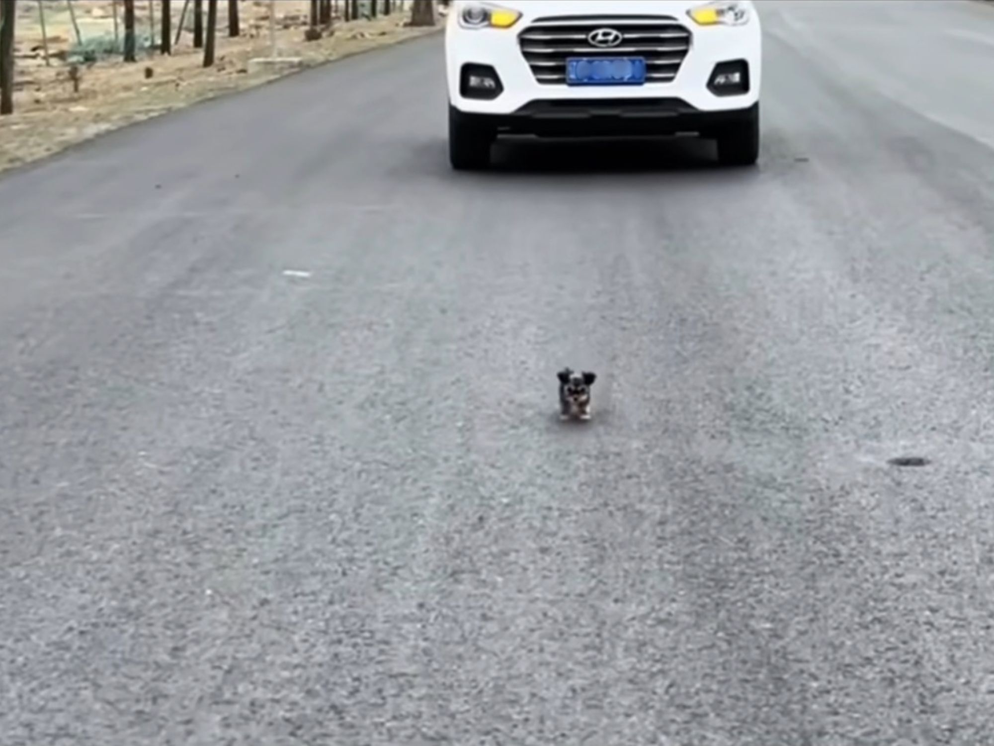 small puppy on road