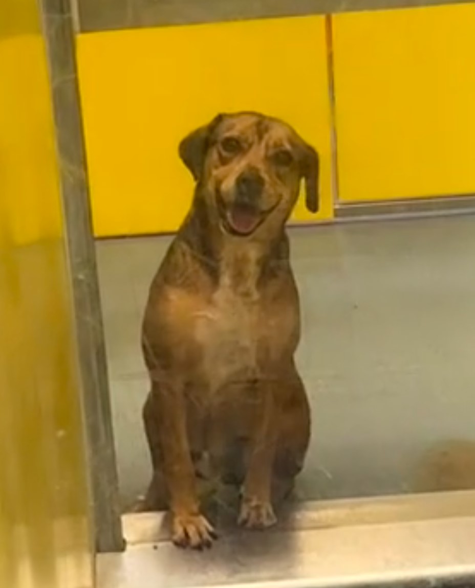 smiling dog in warehouse