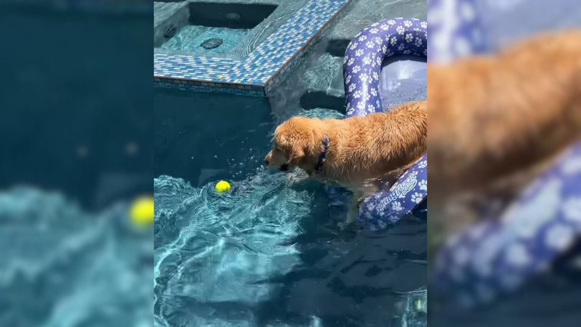 Socially Awkward Dog Made A Foolproof Strategy To Make Friends At The Park And It’s The Funniest Thing Ever