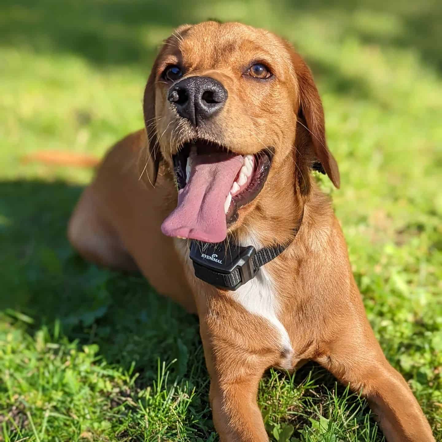 Spanador laying on green grass