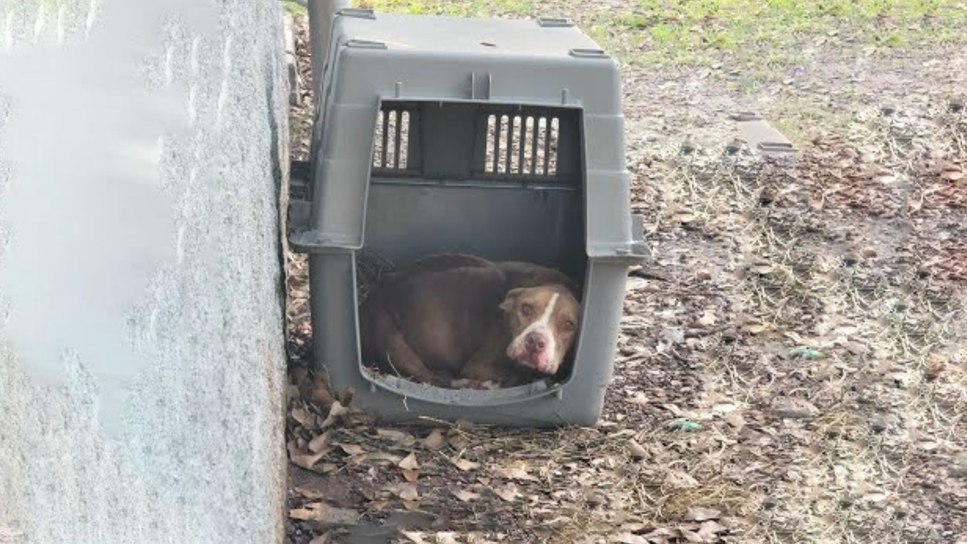 Abandoned Dog Could Barely Move, Eating Whatever She Could To Survive