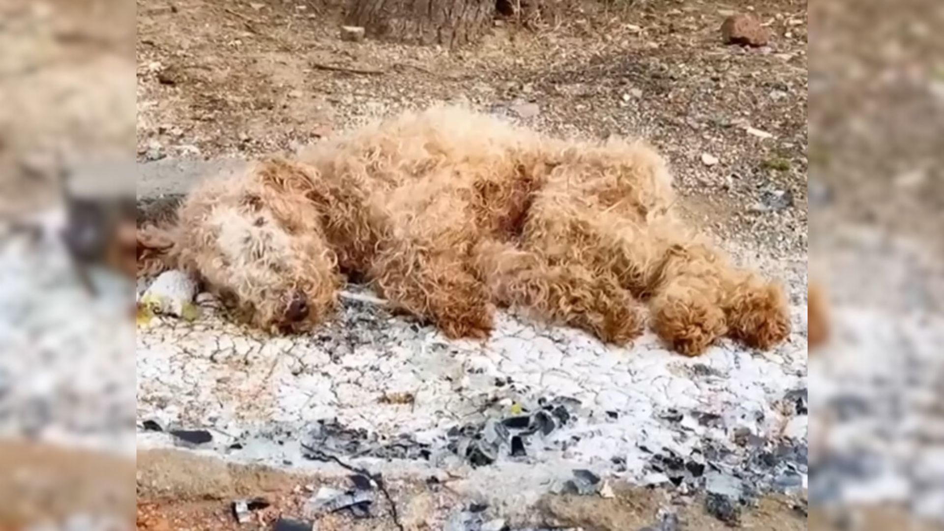 Starving Pup Dumped In Trash By His Owner Found Lying Motionless And Barely Breathing