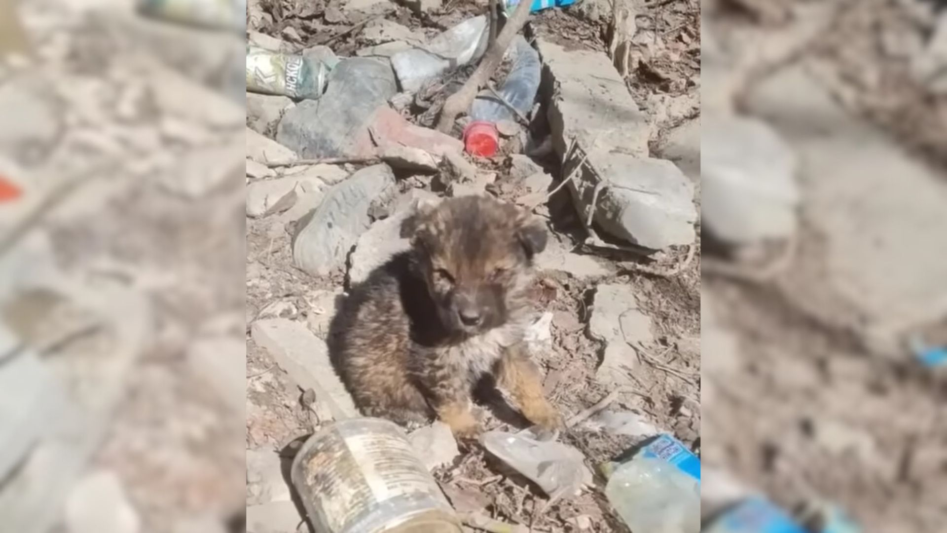 Starving Puppy Abandoned In A Landfill Ate Trash To Survive And Lived In A Cardboard Box