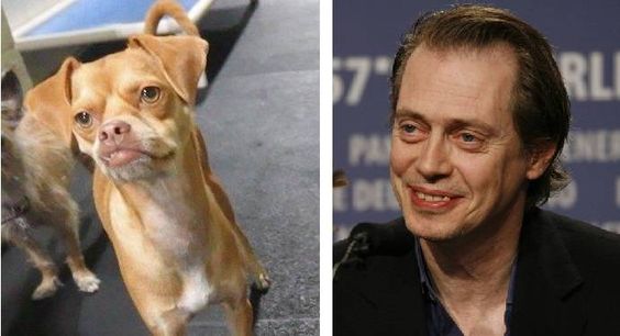 Steve Buscemi Looks Like This Dog