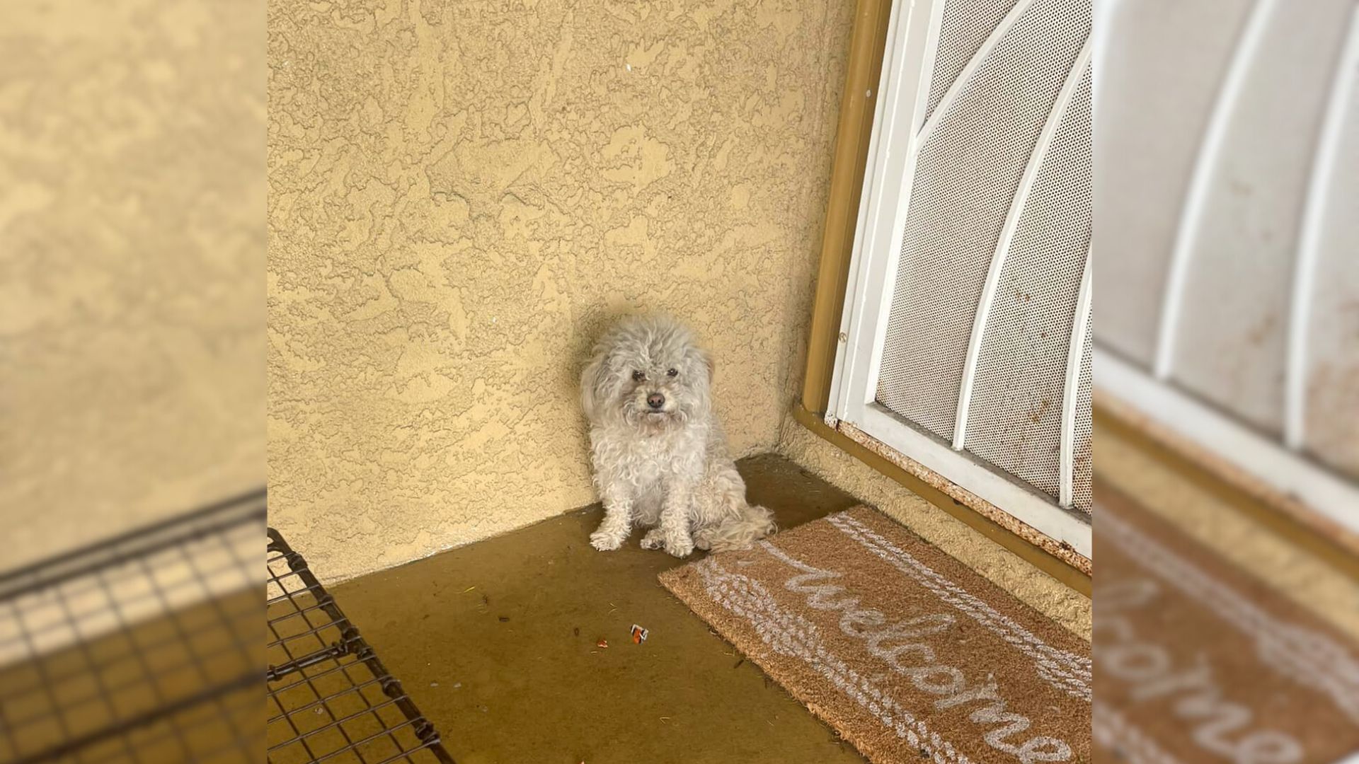 Abandoned Dog Roamed The Neighborhood For Weeks, Now Has The Perfect Family