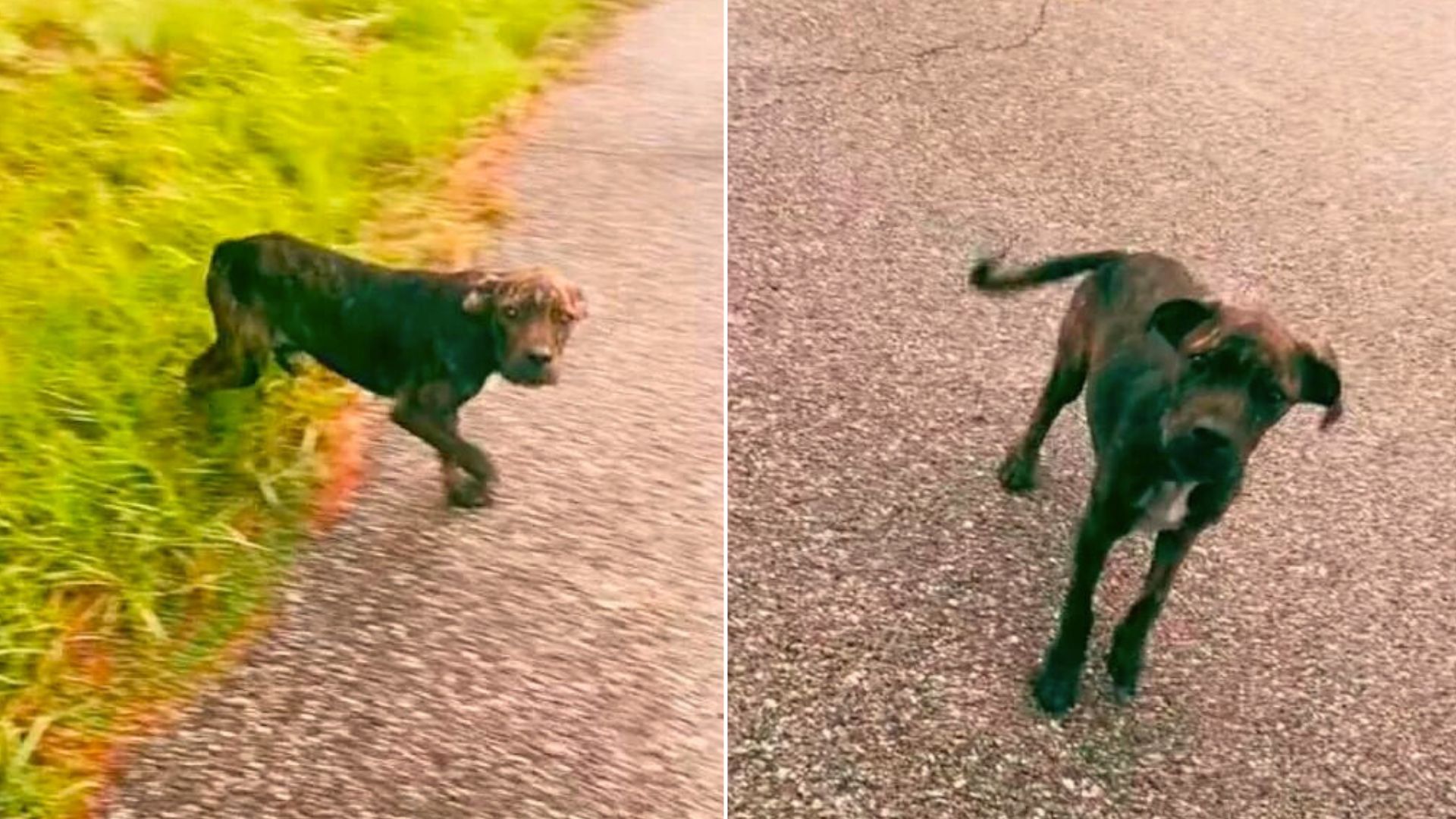 Woman Noticed A Dog Was Trying To Stop Her Car Only To Be Shocked By The Real Reason