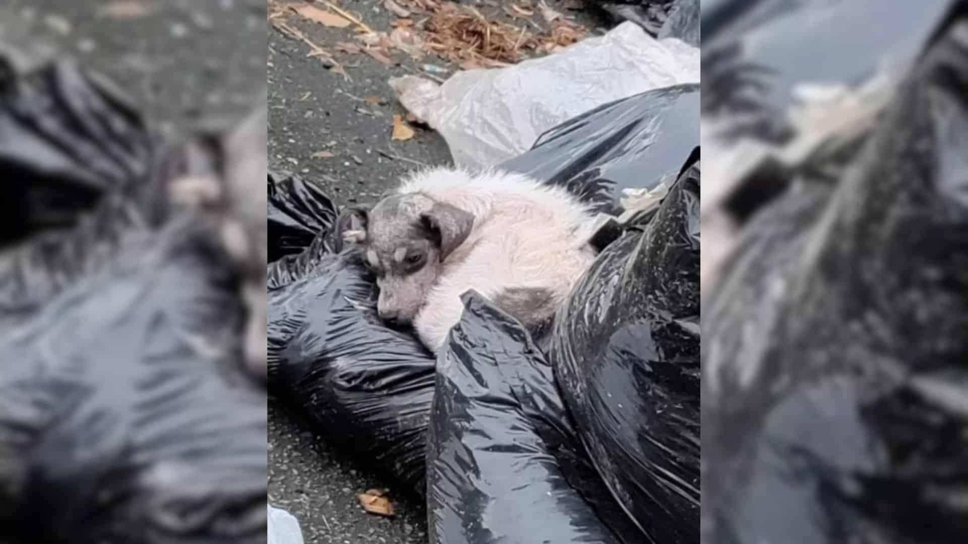 Woman Found Sleeping On Trash Bags Has A Whole New Life Thanks To A Kind Woman