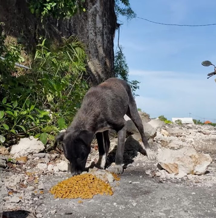 stray pup eating