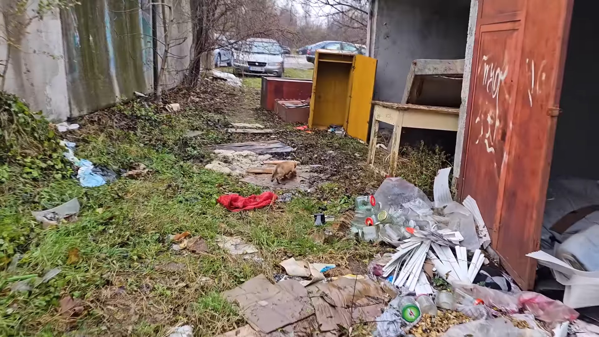 stray pup in an abandoned garage