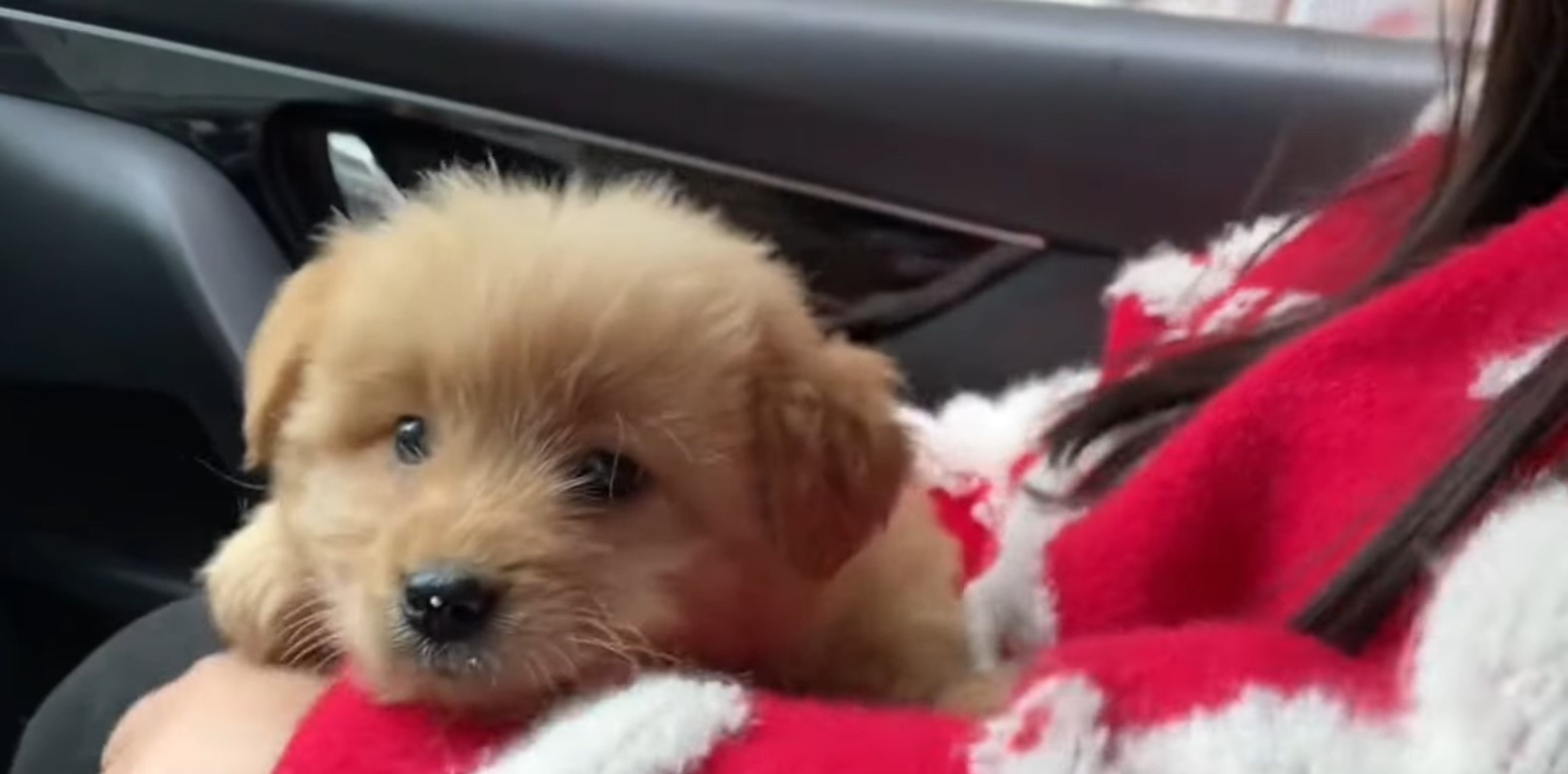 stray pup in woman's lap