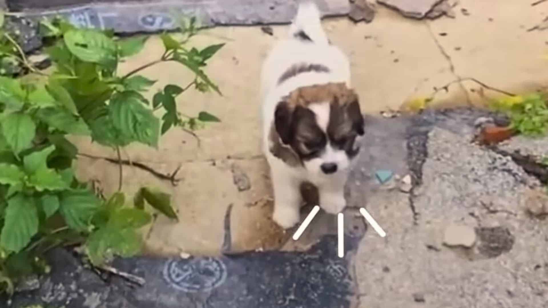 Teeny-Tiny Pup Begs Rescuers To Follow Him, Only To Reveal The Most Unexpected Surprise