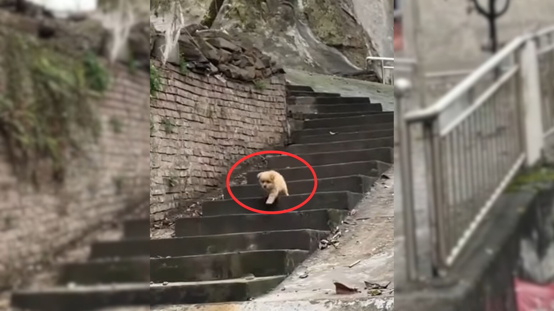 Stray Puppy Wanders Aimlessly Around The City Until She Meets A Kind Stranger Who Helps Him