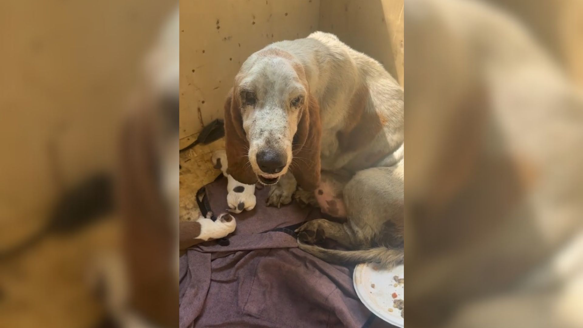 Stray Who Was Forced To Give Birth In A “Pouring Rain” Is Finally Safe With Her Babies