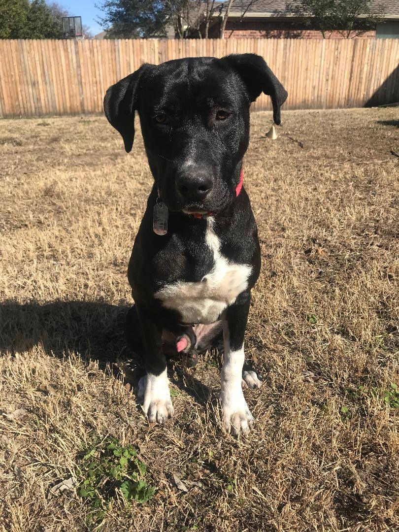 sweet black dog sitting in the yard