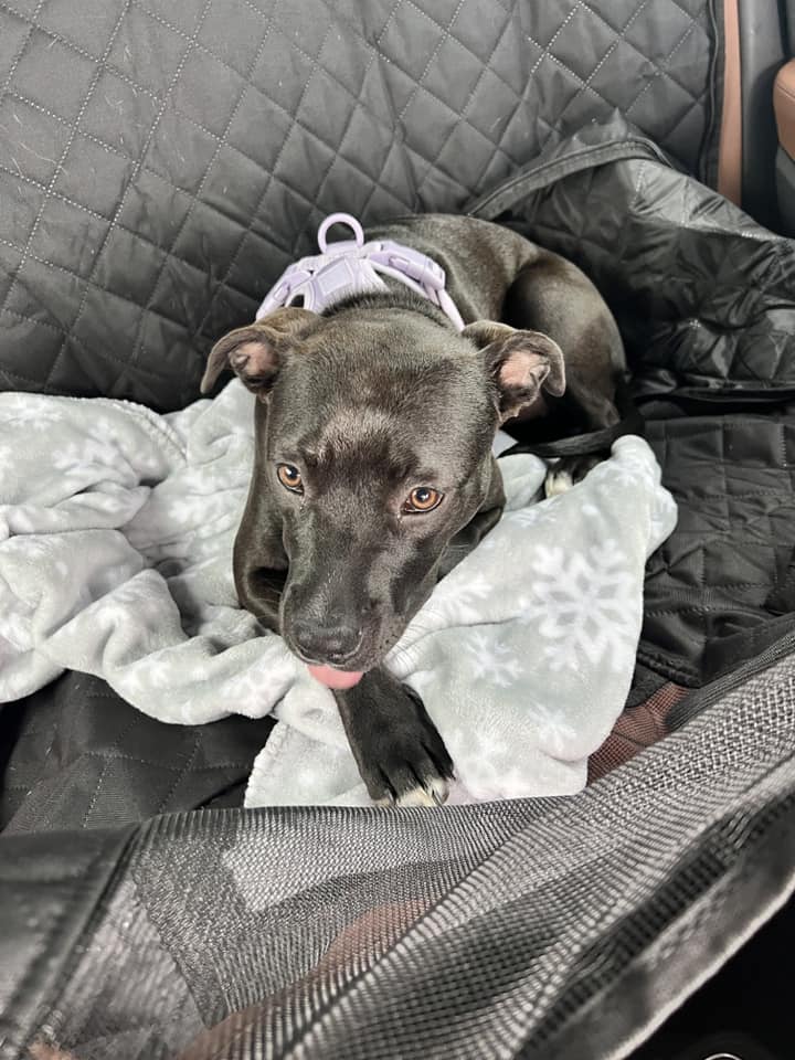 sweet black puppy in the car