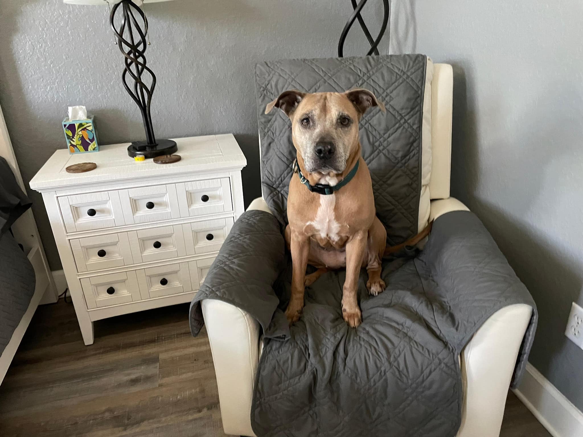 sweet dog sitting on a sofa