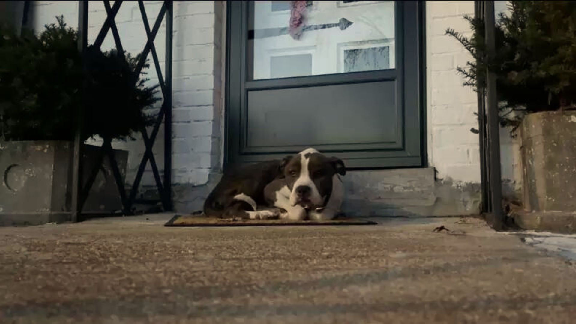 Homeless Dog Sticks To Strangers’ Doormat, Hoping To Find A Forever Family