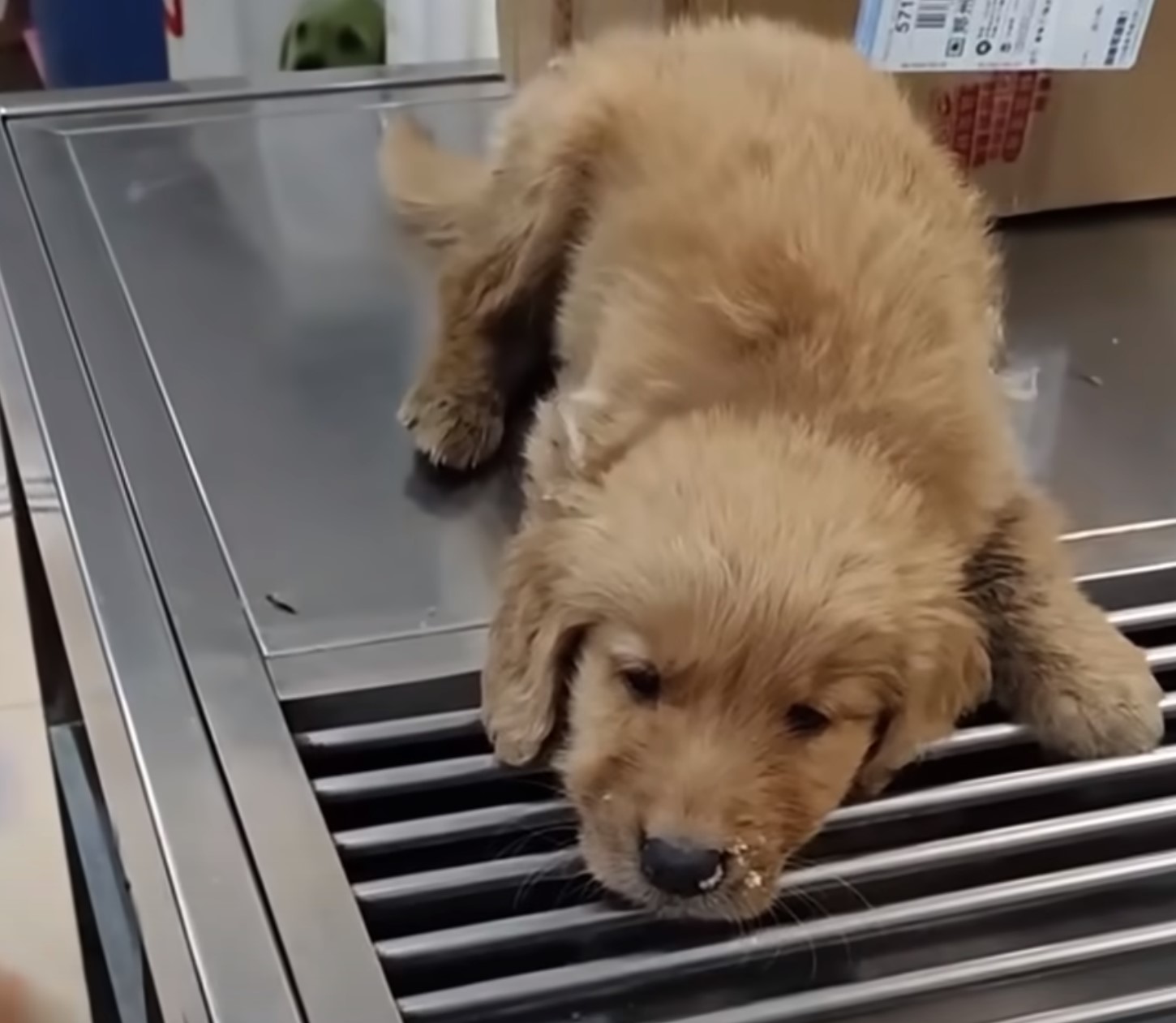 sweet puppy on table